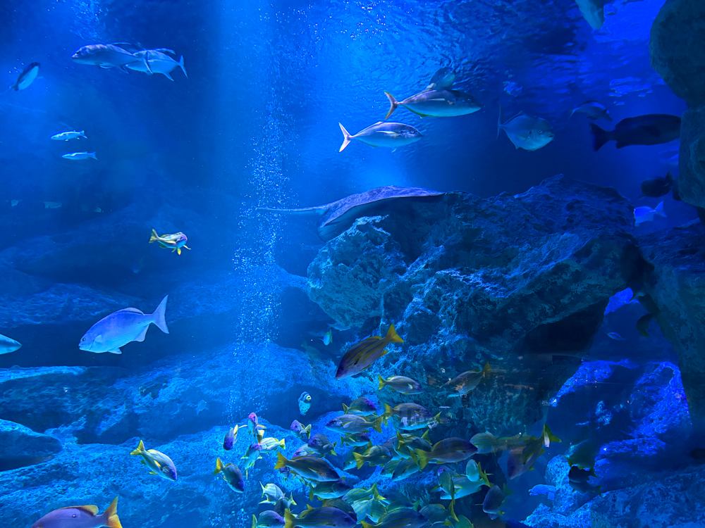 すみだ水族館の大水槽